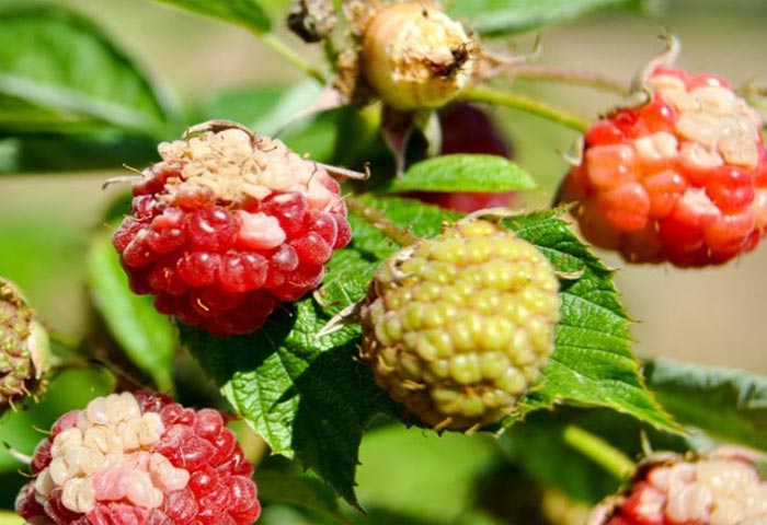 Антракноз малины на ягодах