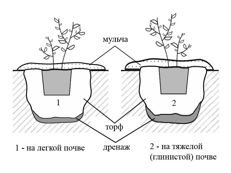 Схема посадки голубики в различные почвы