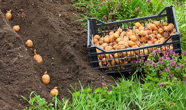 как сажать картошку в огороде