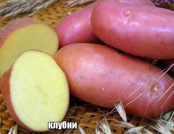 Сорт картофеля Ред Скарлетт