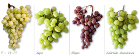 Лучшие неукрывные сорта винограда: для беседки, для ви��а, арочные