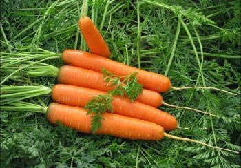 Урожай моркови сорта Долянка
