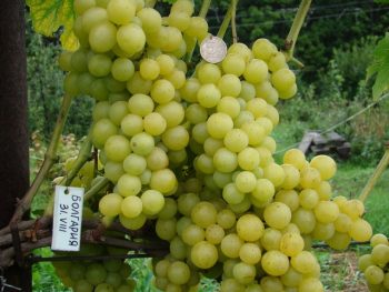 Столовый сорт винограда Болгария