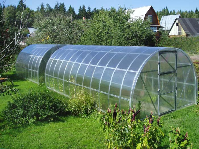 Выращивание баклажанов в теплице из поликарбоната на даче
