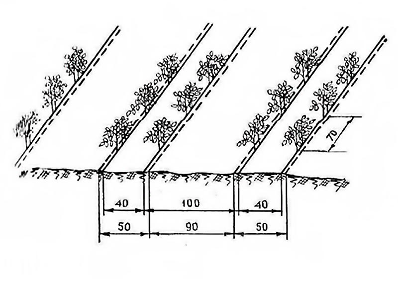 Схема посадки баклажан при капельном орошении