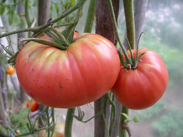 Как выбрать сорт томатов