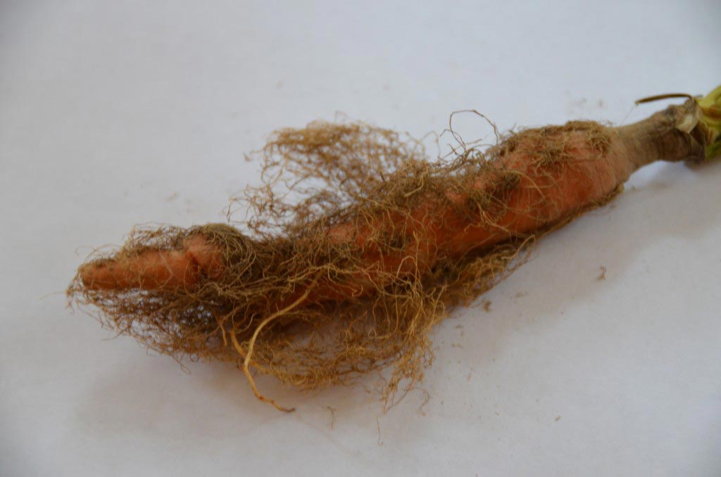 Сухость моркови