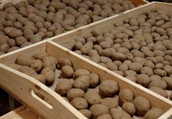 Проращивать картофель можно в деревянных ящиках