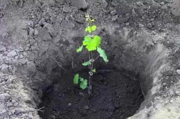 Высадка винограда в ямы и траншеи