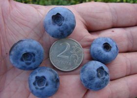 Размер ягод сорта «Бонус» - 3 см