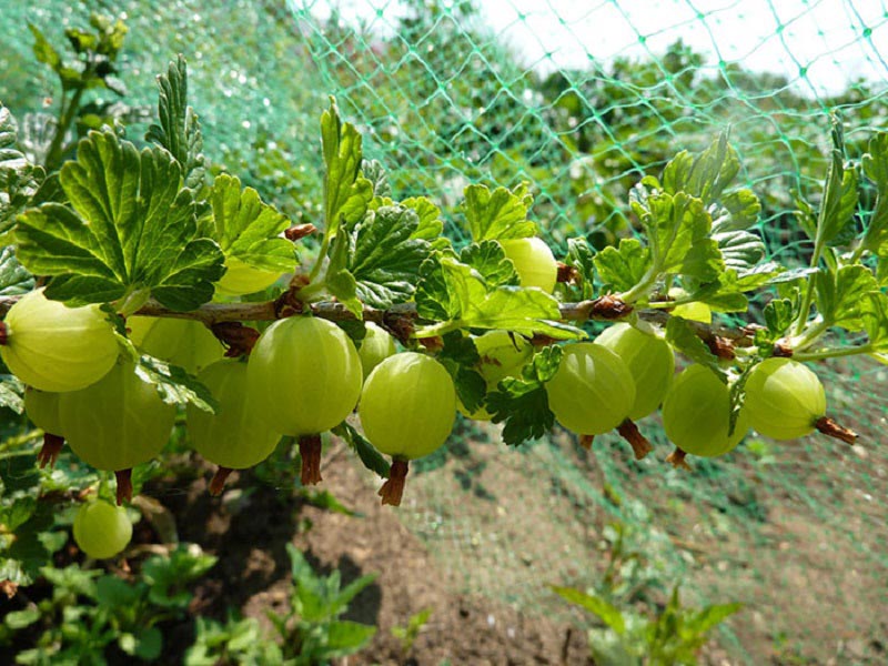 Крыжовник дает урожай до 20-30 тонн ягод с 1 гектара