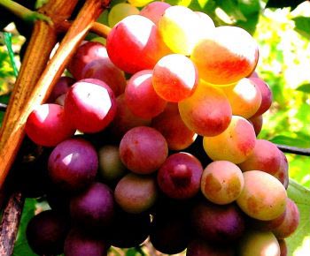 Вырастить виноград с крупными ягодами под силу каждому