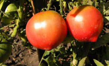 Зрелые помидоры