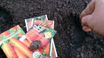 Посев моркови в открытый грунт