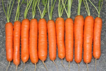 Морковь Нантская красная