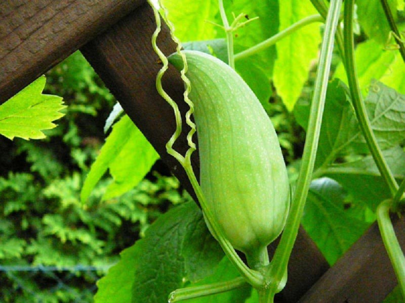 Как выглядит растение под названием циклантера, а точнее, ее будущий плод