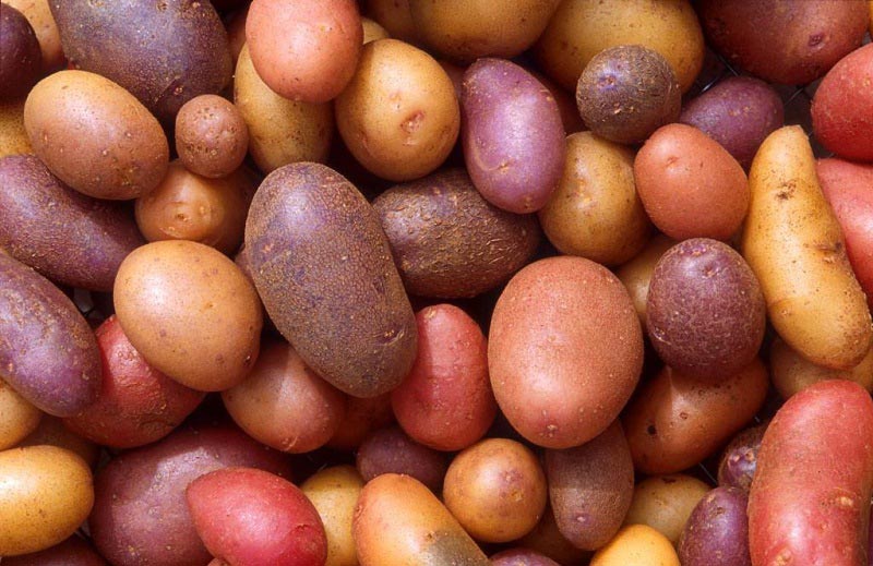 Какой сорт картофеля лучше выбрать для посадки на территории средней полосы России?