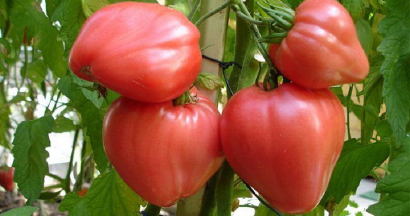 Сорт томата под названьем Бычье Сердце