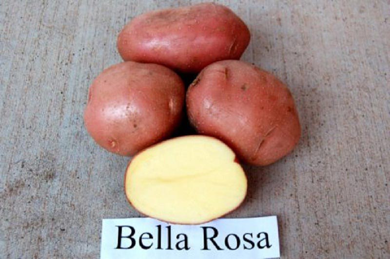 Один из наиболее популярных сортов картофеля, под названием «Белла Роза»