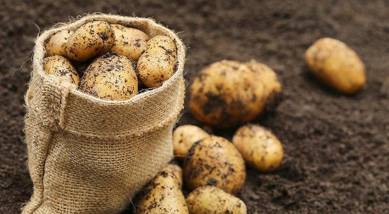Выбрав подходящий сорт картофеля, обратите внимание на его плодовитость и габариты плодов