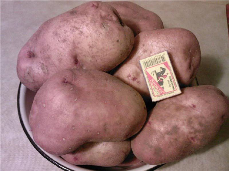 Сорт картофеля под названием «Славянка», отличающийся крупногабаритными плодами