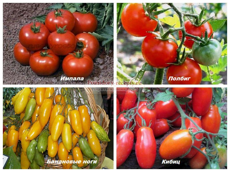 Несколько уникальных, но популярных сортов томата