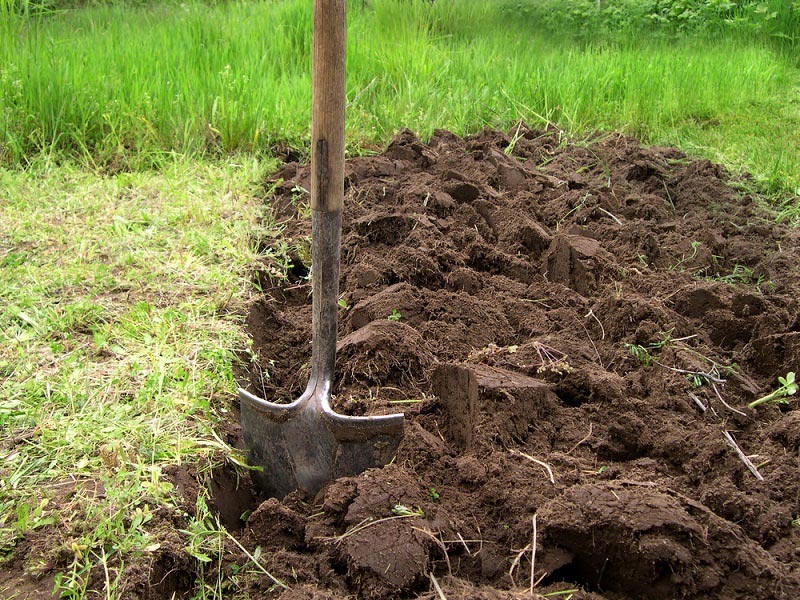 Прежде, чем удобрять почву, ее необходимо к этому подготовить