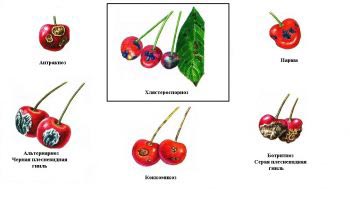 Плоды вишни и черешни в зависимости от степени поражения