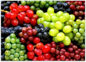 Крупноплодных сортов винограда более полутора тысяч