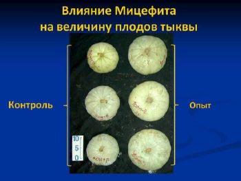 Прирост средней урожайности тыквы