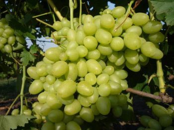 Столовый сорт винограда