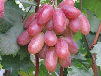 Формы ягод крупного винограда 