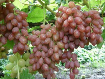 Виноград используют для приготовления компотов и вин.