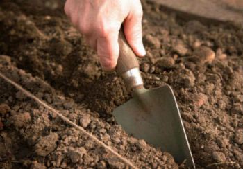 Почва под морковь должна быть подготовлена с осени