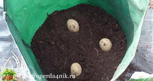 выращивание картофеля в мешке