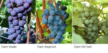 Лучшие неукрывные сорта винограда: для беседки, для вина, арочные